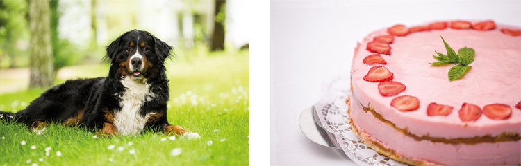 Vecura Domizil Brandit Gastronomie 005